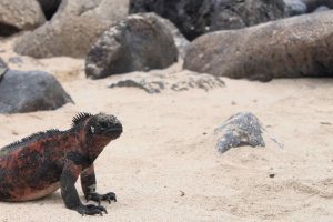 Leguan Galapagos