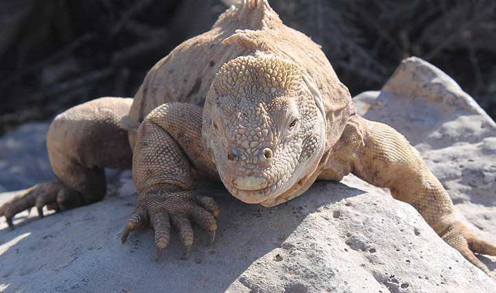 Landleguan Santa Fé Galapagos