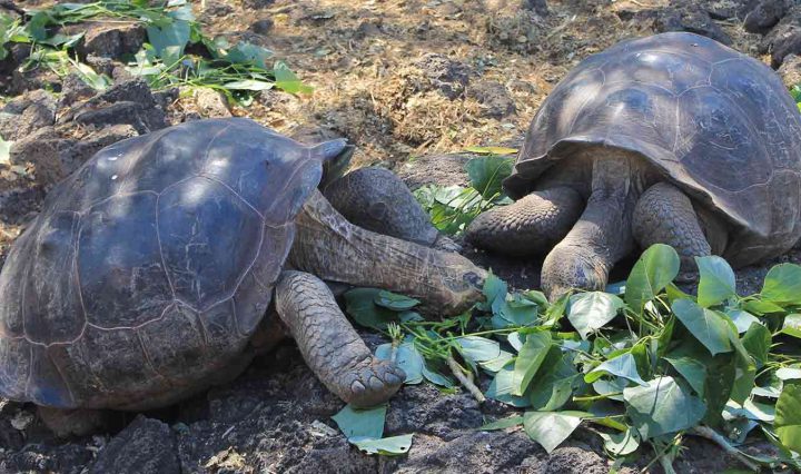 Riesenschildkröten in der Charles Darwin Station Galapagos