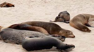 Seelöwen auf San Cristobal Galapagos