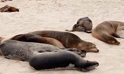 Seelöwen auf San Cristobal Galapagos