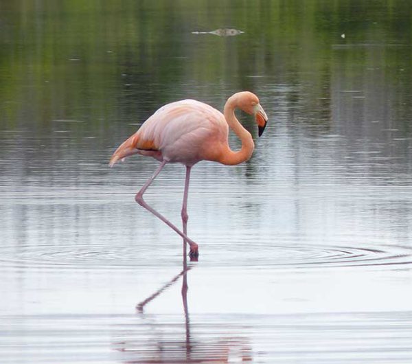 Santa-cruz-Dragon-Hill-flamingo-hoch Santa-cruz-Dragon-Hill-flamingo-hoch
