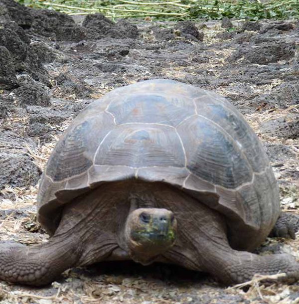 Schildkröte-Charles-Darwin-Galapagos-hoch Schildkröte im Charles Darwin Forschungzentrum auf Galapgos