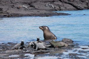 Seelöwe mit Leguanen vor der Lavaküste in Galapagos