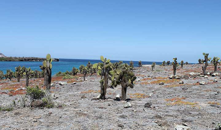 South Plaza Strand mit Kakteen Galapagos