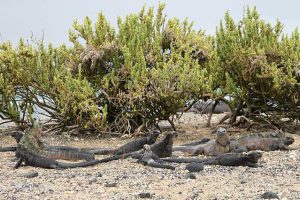 Tintoreras auf Galapagos