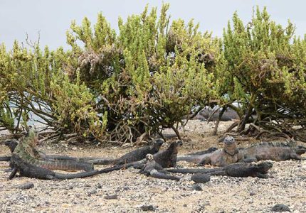 Tintoreras auf Galapagos