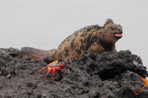 Tintoreras Ecuador Galapgos