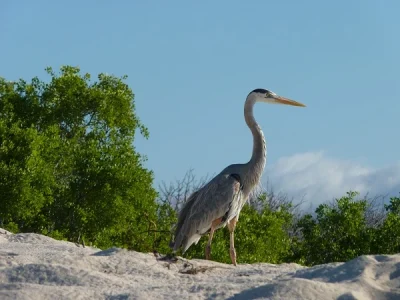 Reiher am Strand von Bachas