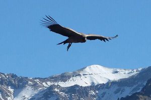 Flug des Kondors auf einer Peru Reisen