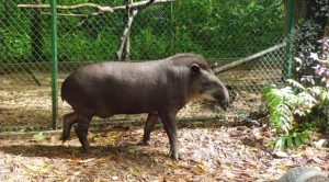 Tapir Tena