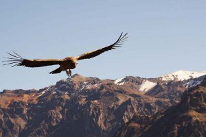 Condor Anden Peru