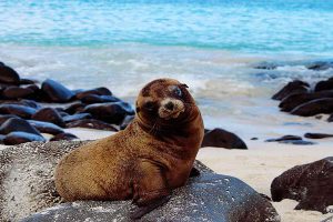 Ecuador und Galapagos reise