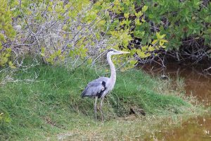 Galapagos Reiher