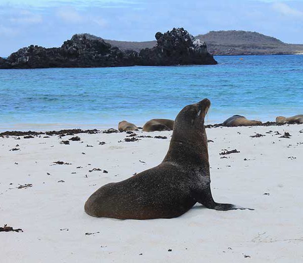gardner-bay-espanola Seelöwe in der Gardner Bay auf der Galapagos Insel Española