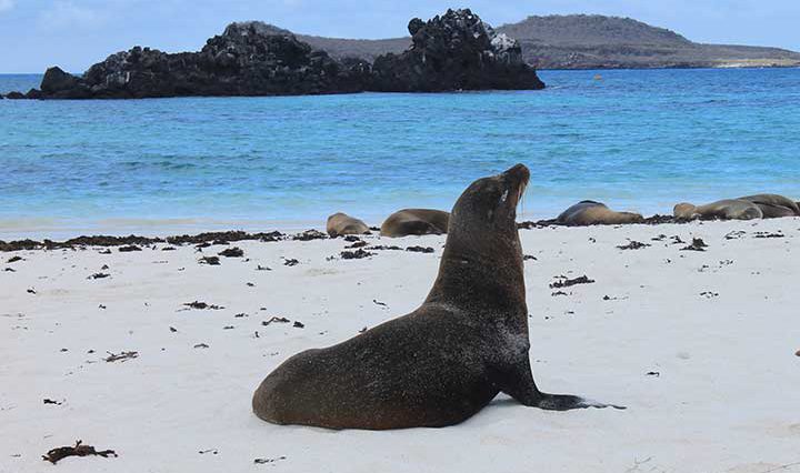 Seelöwe in der Gardner Bay auf der Galapagos Insel Española