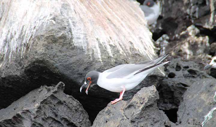 Vogelbeaobachtung auf Genovesa