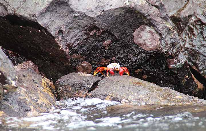 krebs-genovesa-galapagos roter Krebs auf Genovesa