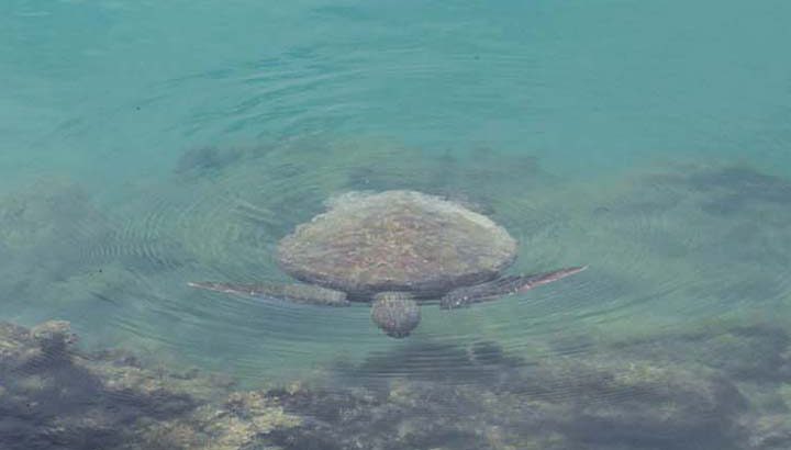meeresschildkröte-galapagos Meereschildkröte Galapagos