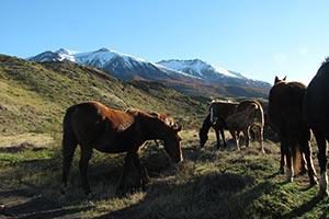 Wildpferde im Nationalpark Torres del Paine Chile