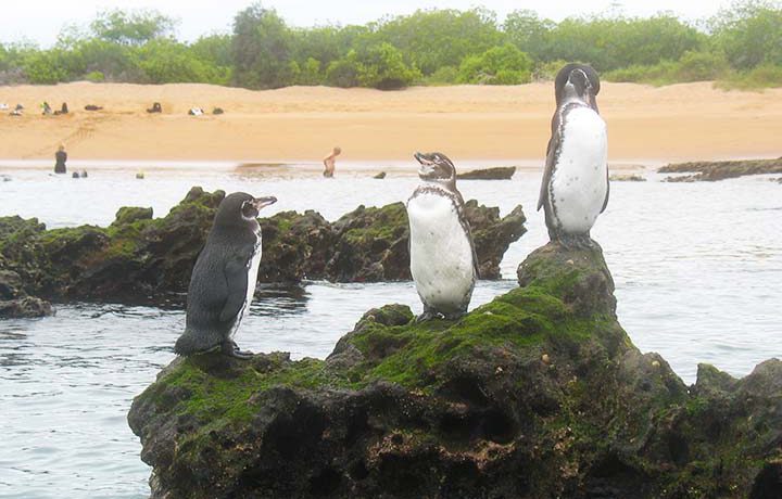 pinguine-Galapagos-Bartolome Pinguine auf Felsen der Galapagos Insel Bartolome