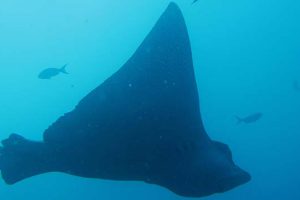 Rochen beim Tauchen auf Galapagos