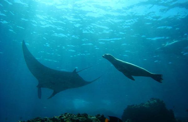 tauchen-galapagos-Seymour-&-Mosquera Seelöwe und Rochen bei Tauchreise auf Galapagos