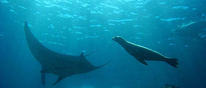 tauchen-galapagos-Seymour-&-Mosquera Seelöwe und Rochen bei Tauchreise auf Galapagos