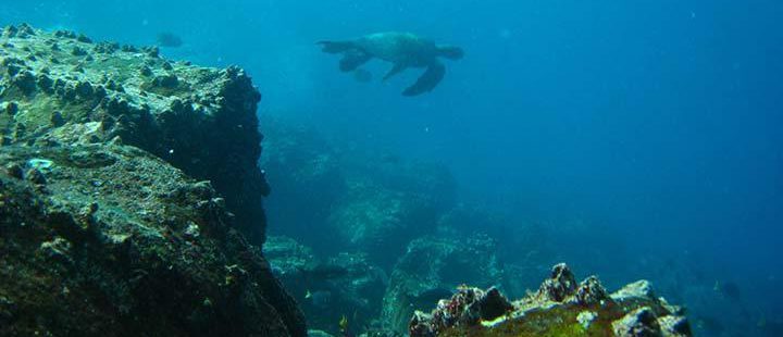 tauchen-galapagos-schildkröte-Seymour-&-Mosquera Schildkröte beim Tauchen auf Galapagos