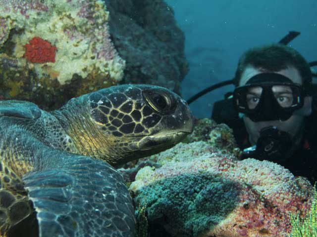 taucher-schildkröte-glapagos Taucher mit Galapagos Meeresschildkröte
