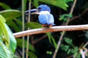 bunte Vögel in Yasuni