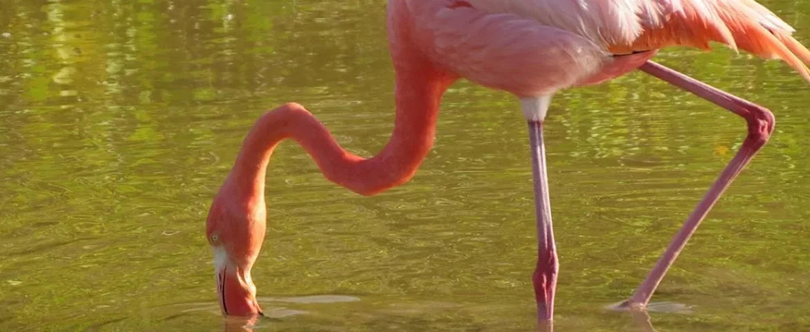 flamingo galapagos banner
