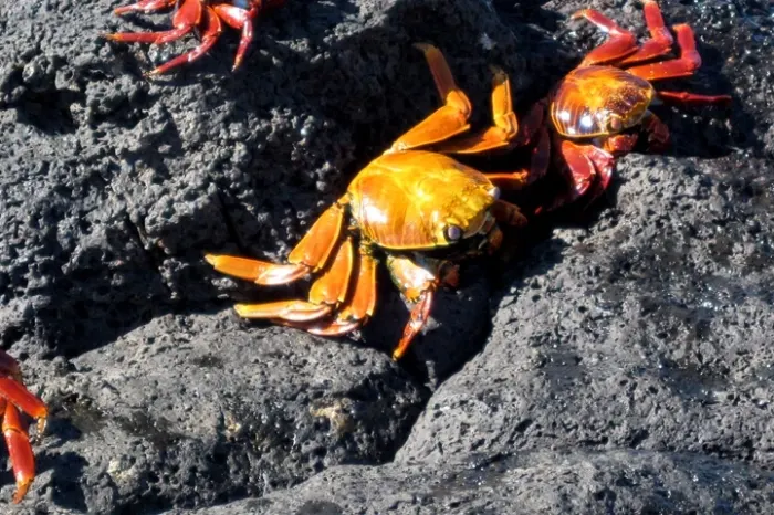 galapagos krebse