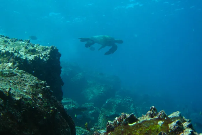 galapagos unterwasser Schildkröte
