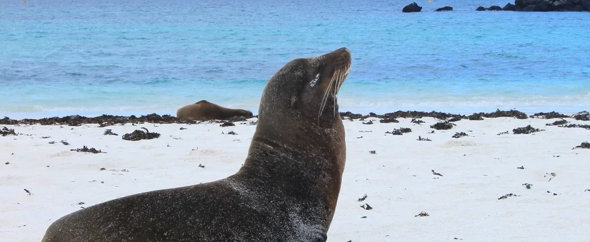gardner bucht seeloewe galapagos banner