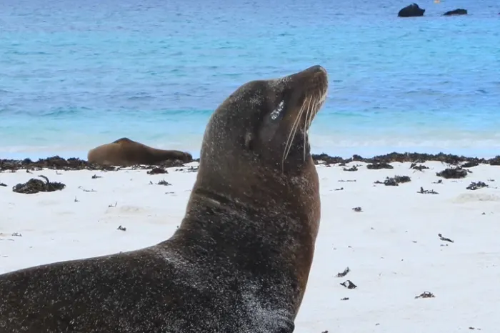 gardner bucht seeloewe galapagos