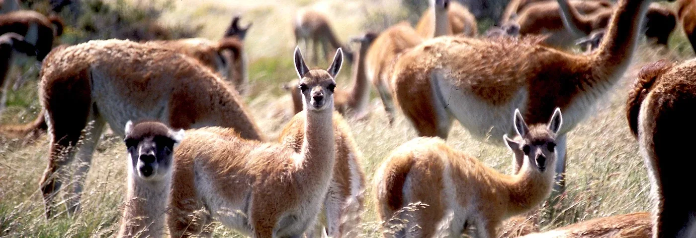 guanacos chile banner