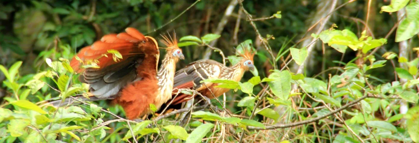 hoatzin ecuador banner