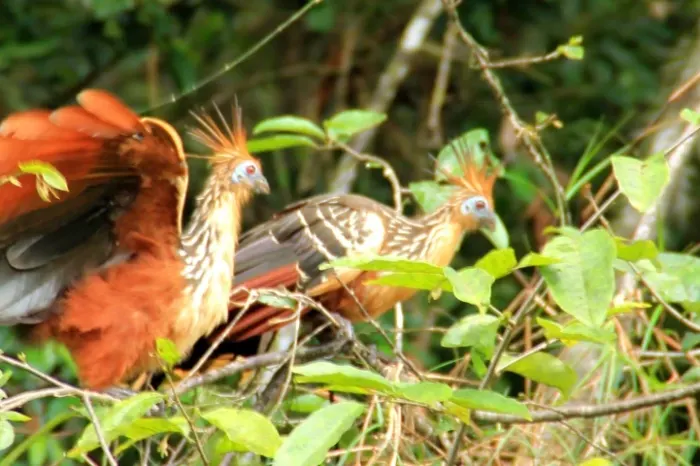 hoatzin ecuador