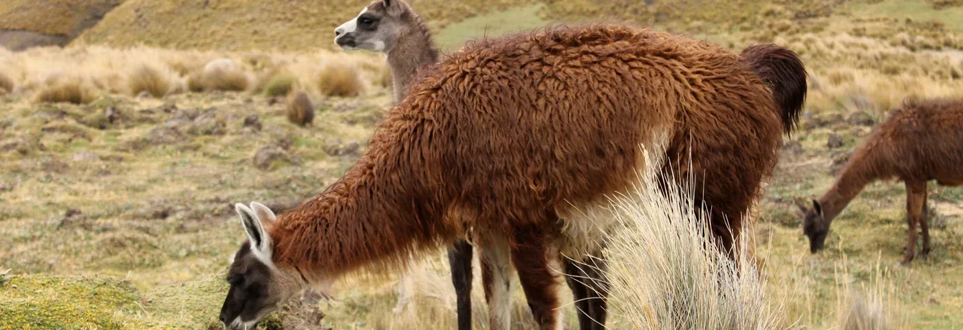 lamas angamarca trek ecuador banner