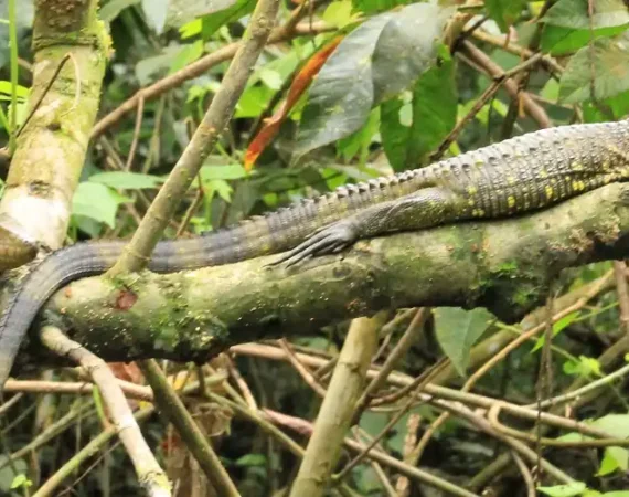 Leguan auf einem Ast im Yasuni Nationalpark