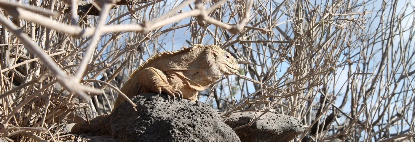 leguan santa fe galapagos banner