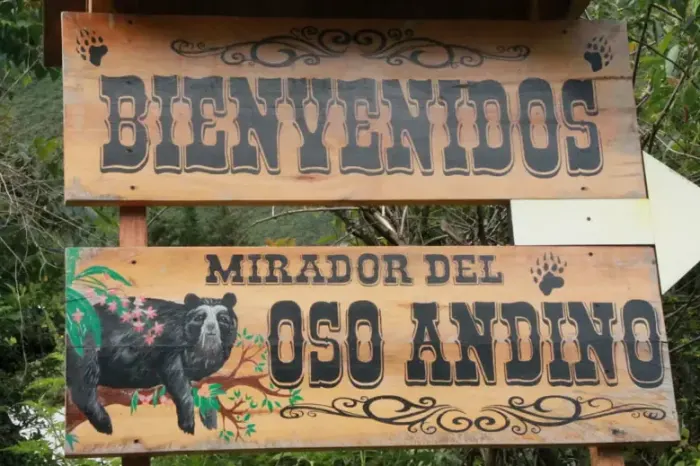 oso andino projekt ecuador