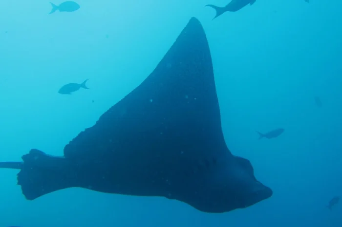 rochen galapagos