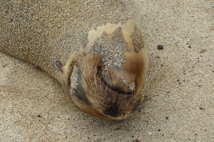 seelöwe galapagos