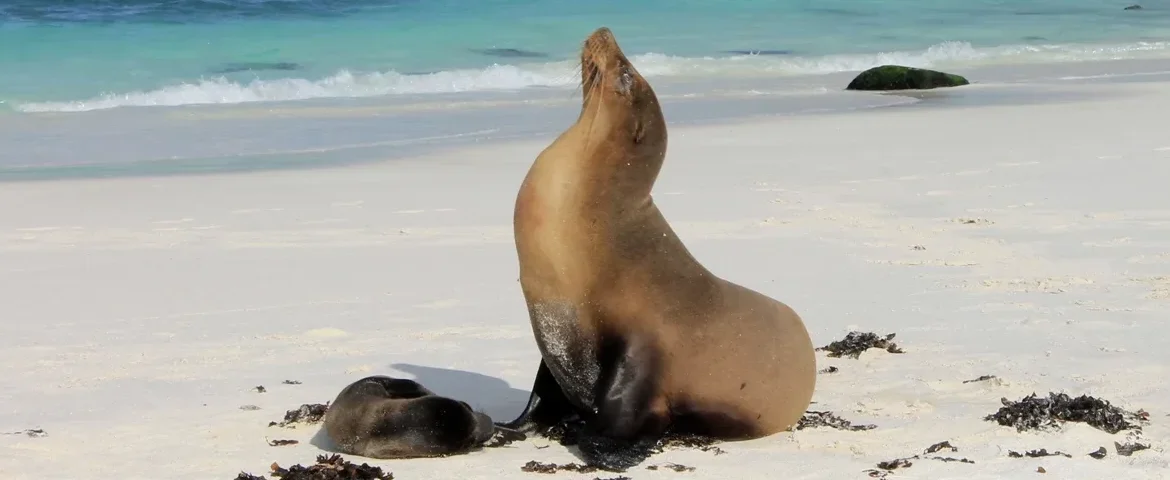 seeloewe gardner bay galapagos banner