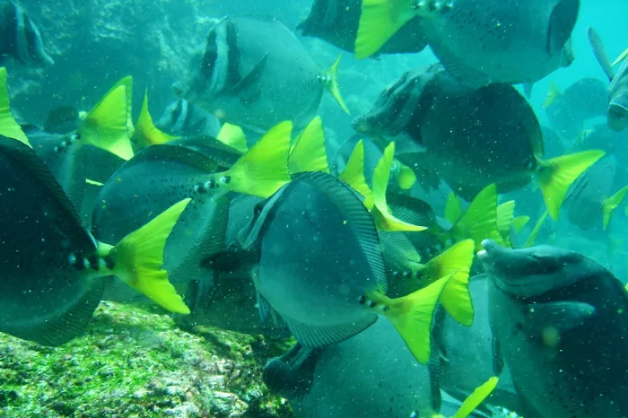 tropische fische galapagos