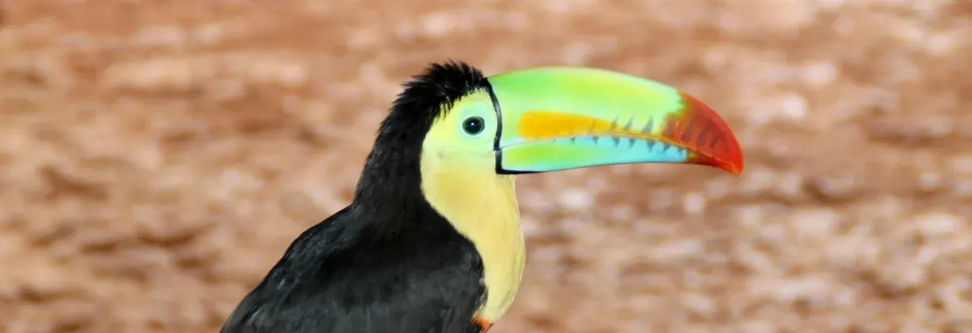 tucan panama banner
