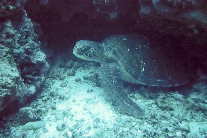 unterwasser schildkröte galapagos