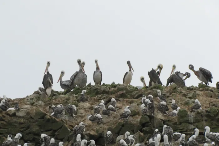 vögel ballestas